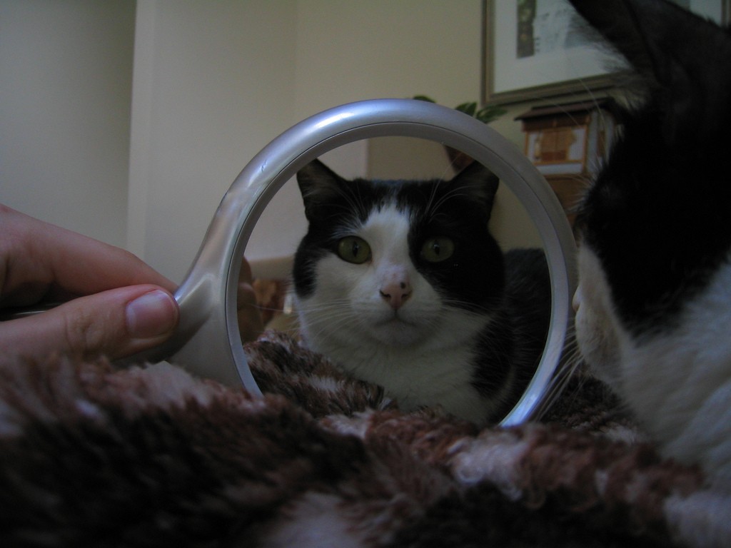 鏡を覗き込む猫