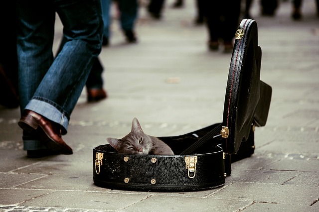 猫にギター