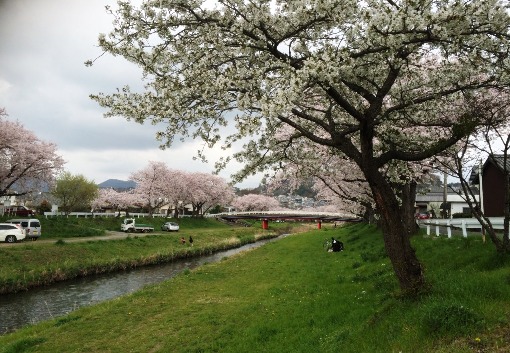 豊川の桜
