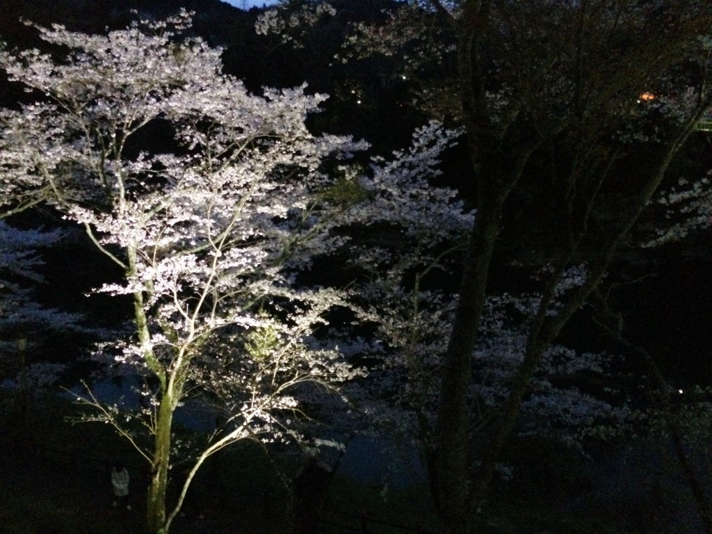 桜のライトアップ１