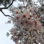 神社で見上げた桜の樹