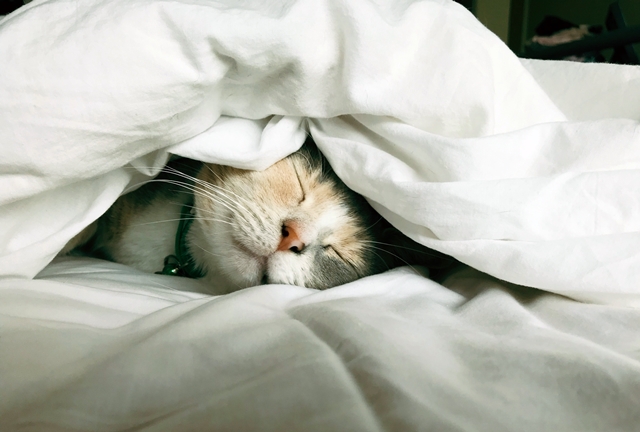 布団の中で眠る猫