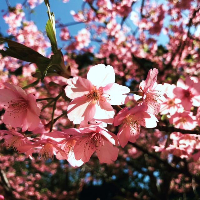 cherry blossoms3