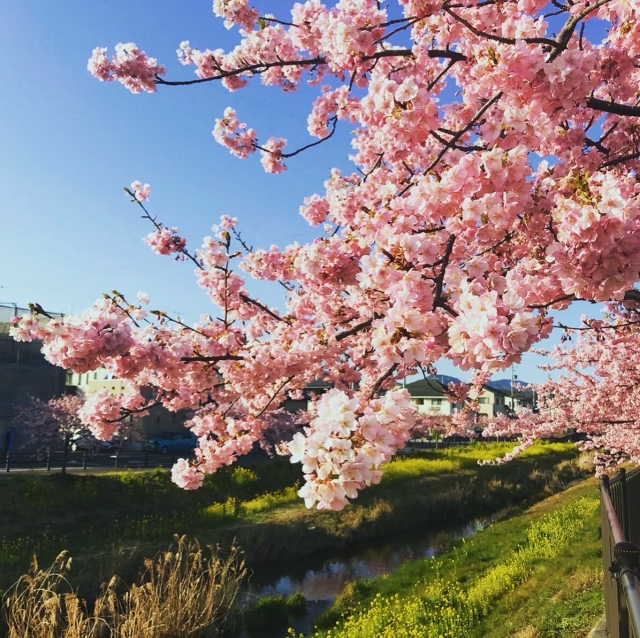 cherry blossoms5