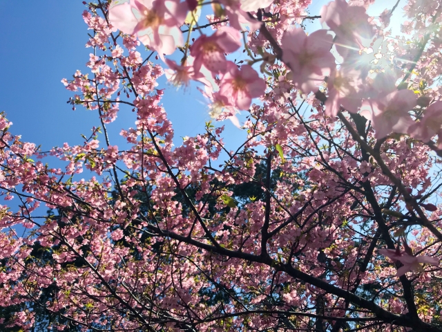 cherry blossoms2
