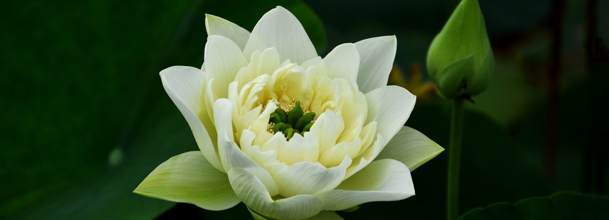 愛知県豊橋市の心理カウンセラー